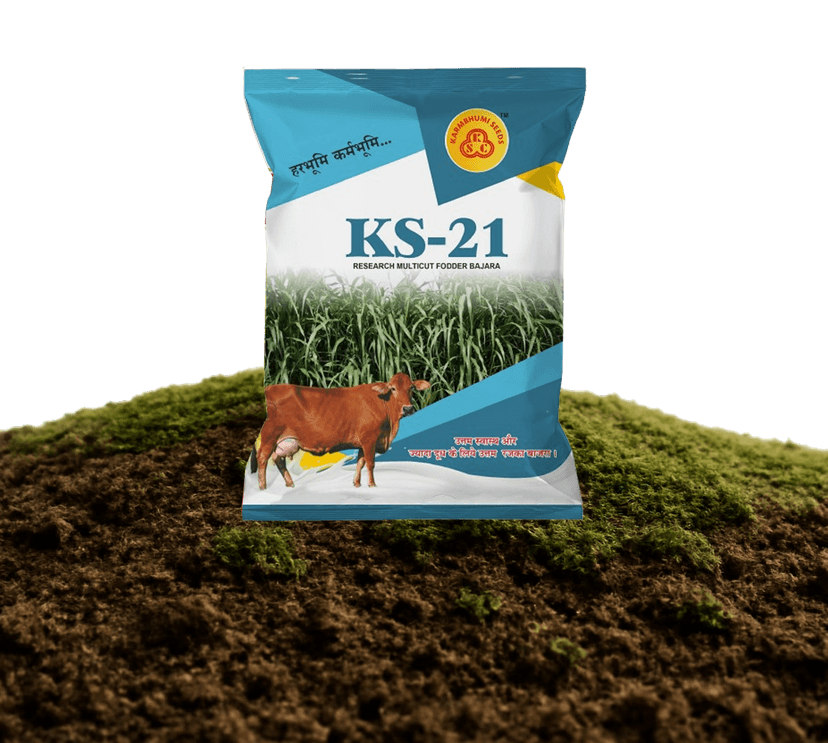 KS-21 Rajka Bajri Seeds