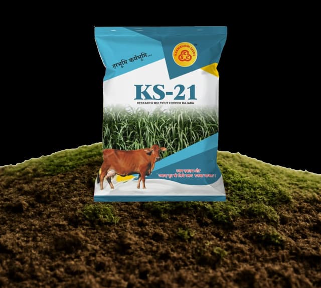 KS-21 રાજકા બાજરીના બીજ